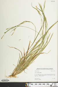 Carex styloflexa image