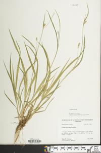 Carex styloflexa image