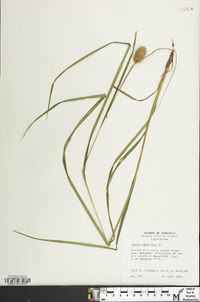 Carex squarrosa image