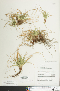 Carex tonsa image