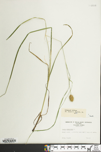 Carex squarrosa image