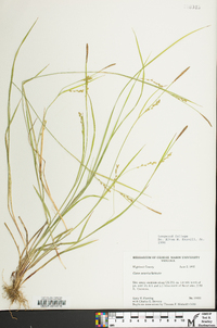 Carex tetanica image