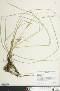 Carex tetanica image