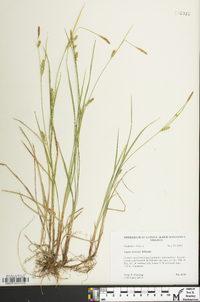 Carex tetanica image