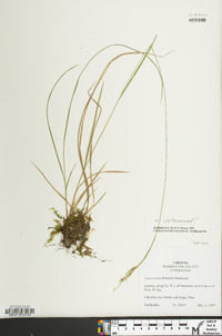 Carex swanii image