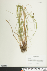 Carex swanii image