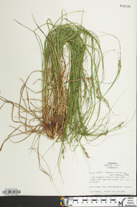 Carex swanii image