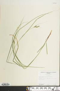 Carex swanii image