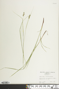 Carex swanii image