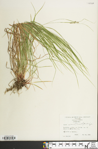 Carex swanii image