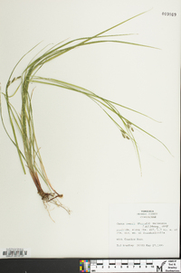 Carex swanii image