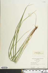 Carex swanii image