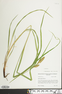 Carex typhina image