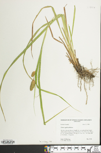 Carex typhina image