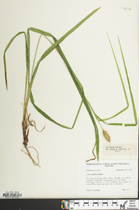 Carex typhina image