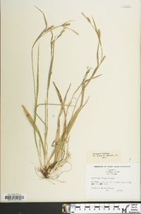 Carex striatula image