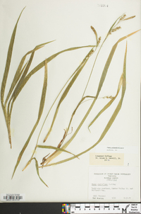 Carex striatula image