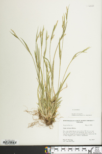 Carex striatula image