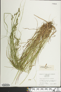 Carex swanii image