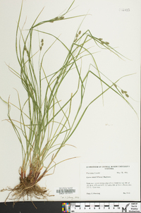 Carex swanii image