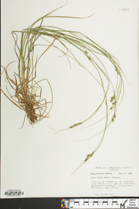 Carex swanii image