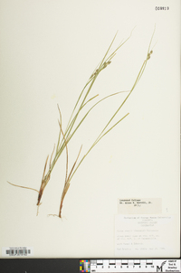 Carex swanii image