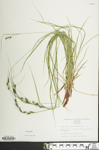 Carex swanii image