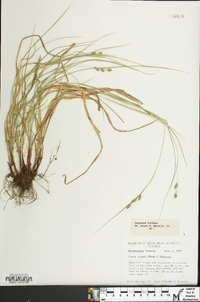 Carex swanii image