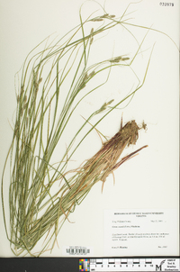 Carex swanii image