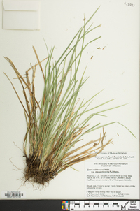 Carex superata image