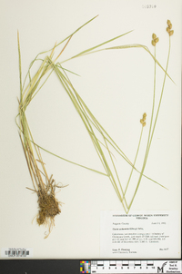 Carex suberecta image