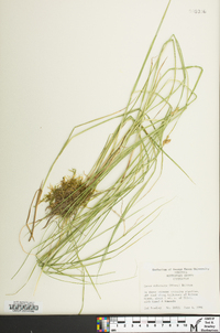 Carex suberecta image