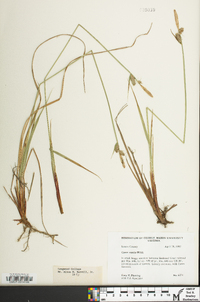 Carex vestita image