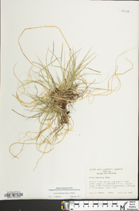 Carex umbellata image