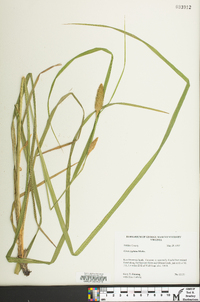 Carex typhina image