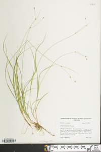 Carex trisperma image