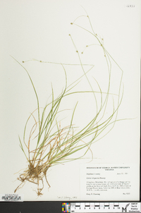 Carex trisperma image