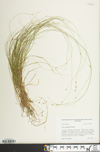 Carex trisperma image