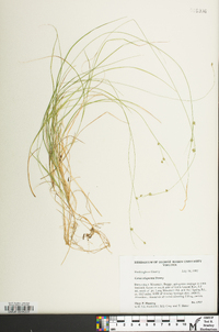 Carex trisperma image