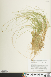 Carex trisperma image