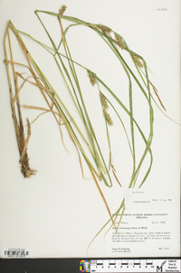 Carex trichocarpa image