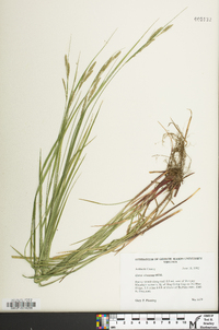 Carex virescens image