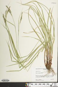 Carex virescens image