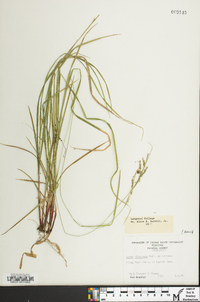 Carex virescens image