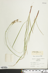 Carex virescens image