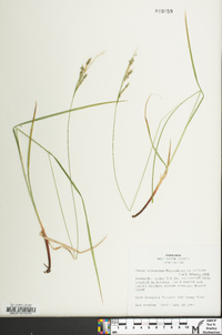 Carex virescens image