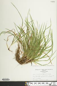 Carex virescens image