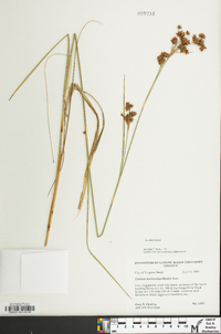 Cladium mariscoides image