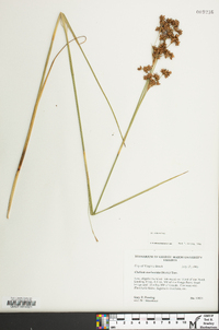 Cladium mariscoides image