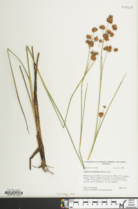 Cladium mariscoides image